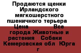 Продаются щенки Ирландского мягкошерстного пшеничного терьера › Цена ­ 30 000 - Все города Животные и растения » Собаки   . Кемеровская обл.,Юрга г.